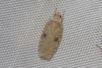Agonopterix propinquella