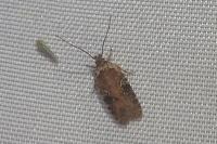 Agonopterix purpurea