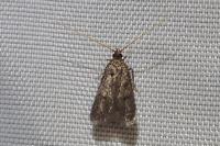 Eurodachtha siculella