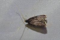 Homaloxestis briantiella