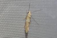 Mompha epilobiella
