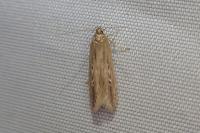 Limnaecia phragmitella