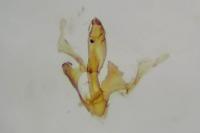 Aproaerema cinctella