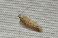 Scrobipalpa nitentella