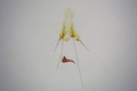 Scrobipalpa nitentella