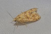 Aethes margarotana