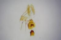 Aethes margarotana