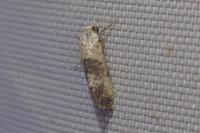 Cochylis posterana