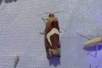 Epiblema foenella