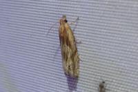 Eucosma cana