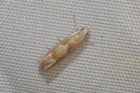 Eucosma conterminana