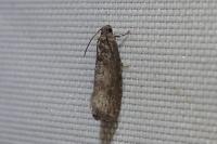 Grapholita funebrana