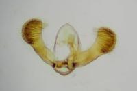 Grapholita funebrana