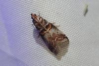 Acrobasis advenella