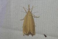Chilo phragmitellus