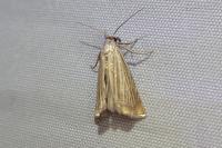 Chrysoteuchia culmella