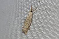 Metacrambus carectellus