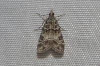 Eudonia mercurella