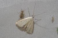 Cataclysta lemnata
