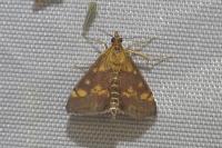 Pyrausta aurata