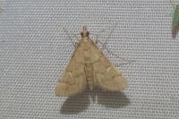 Dolicharthria punctalis