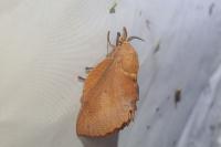 Gastropacha quercifolia