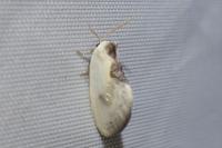 Cilix glaucata