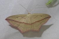 Timandra comae