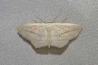 Scopula emutaria