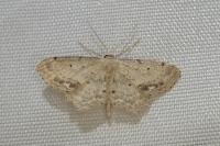 Idaea dimidiata