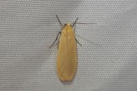 Wittia sororcula