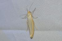 Eilema caniola