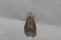 Schrankia costaestrigalis