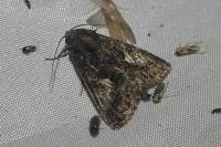 Aedia leucomelas