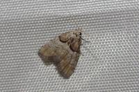 Nola cucullatella