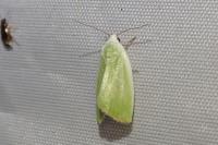 Earias clorana