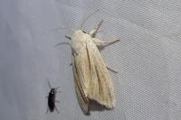 Acronicta albovenosa