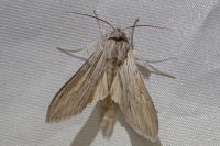 Cucullia umbratica