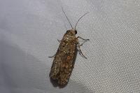 Spodoptera exigua
