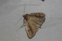 Archanara dissoluta
