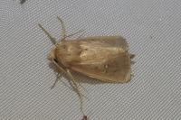 Lenisa geminipuncta