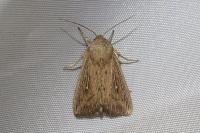 Leucania obsoleta