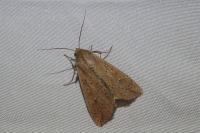 Mythimna unipuncta