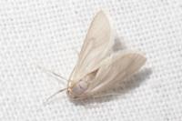 Acentria ephemerella