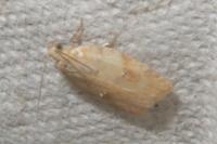 Acleris ferrugana/notana