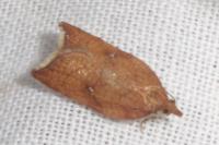 Acleris rhombana