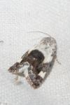Acontia lucida