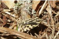 Emmelia trabealis