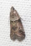 Acrobasis consociella
