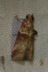 Acrobasis tumidana